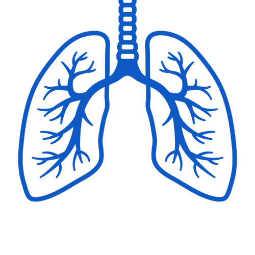 Lungs