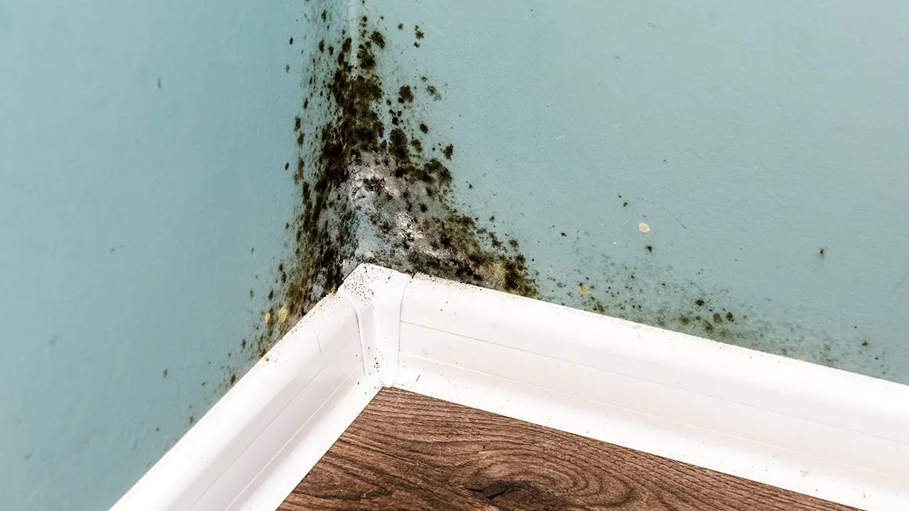 Mold growing in a UK residential home